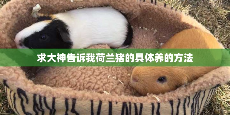 求大神告诉我荷兰猪的具体养的方法 求大神告诉我荷兰猪的具体养的方法