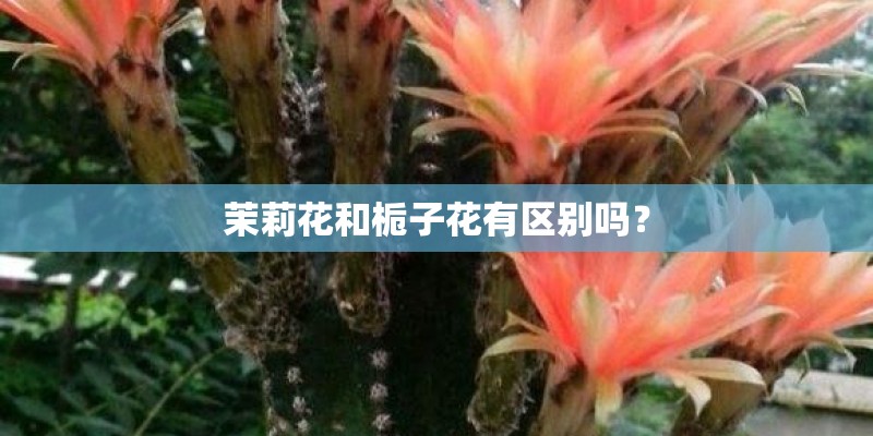 茉莉花和栀子花有区别吗? 茉莉花和栀子花有区别吗?