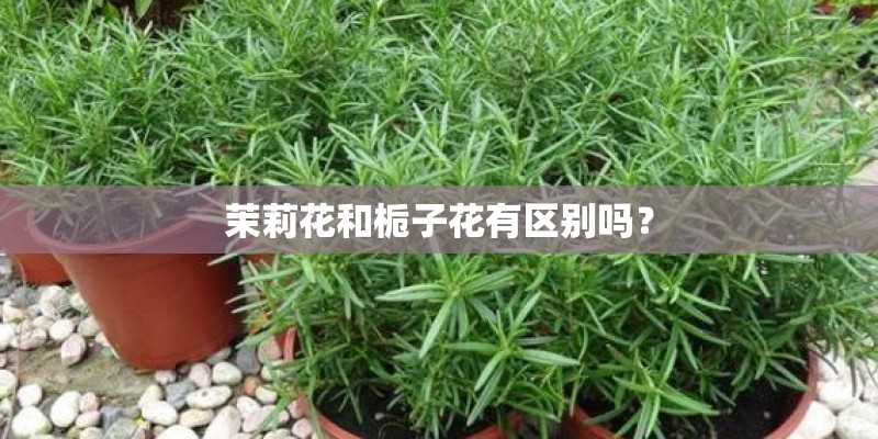 茉莉花和栀子花有区别吗? 茉莉花和栀子花有区别吗?