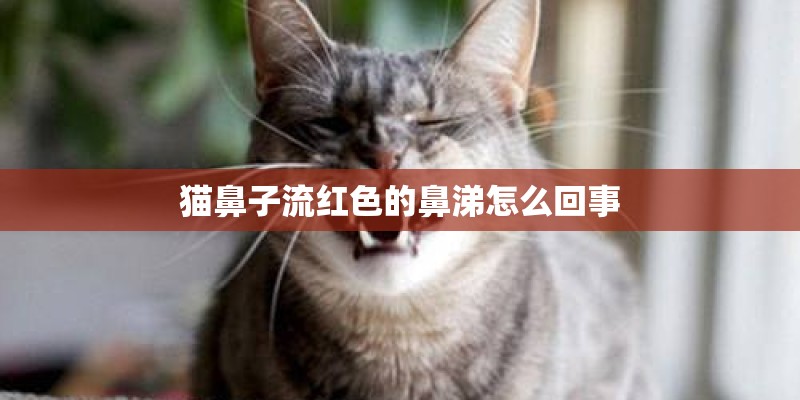 猫鼻子流红色的鼻涕怎么回事 猫鼻子流红色的鼻涕怎么回事