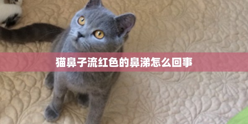 猫鼻子流红色的鼻涕怎么回事 猫鼻子流红色的鼻涕怎么回事