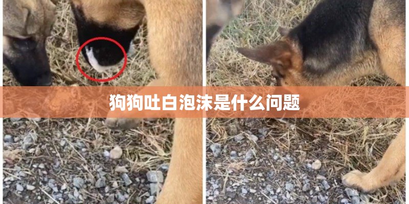 狗狗吐白泡沫是什么问题 狗狗吐白泡沫是什么问题