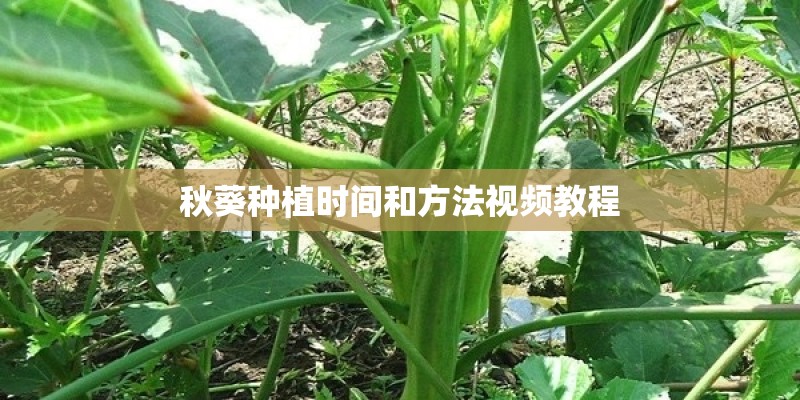 秋葵种植时间和方法视频教程 秋葵种植时间和方法视频教程
