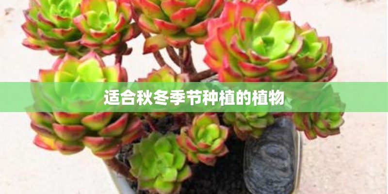 适合秋冬季节种植的植物 适合秋冬季节种植的植物