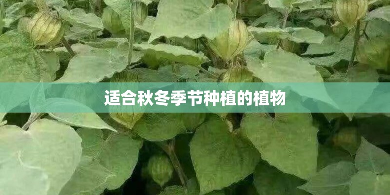 适合秋冬季节种植的植物 适合秋冬季节种植的植物