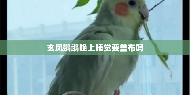 玄凤鹦鹉晚上睡觉要盖布吗 玄凤鹦鹉晚上睡觉要盖布吗