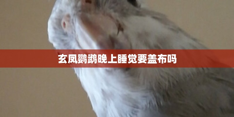 玄凤鹦鹉晚上睡觉要盖布吗 玄凤鹦鹉晚上睡觉要盖布吗