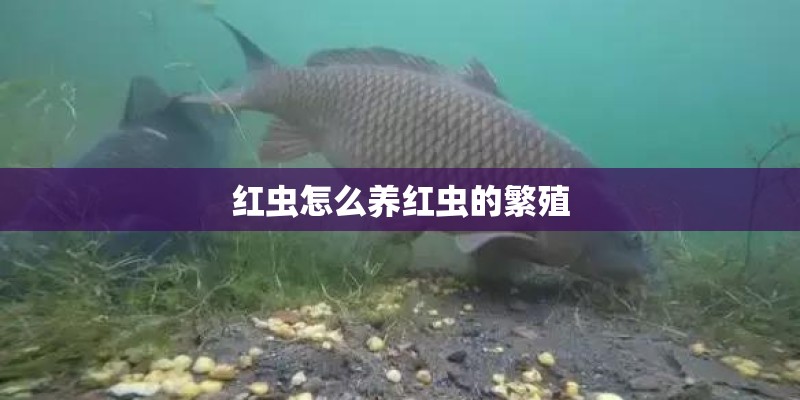红虫怎么养红虫的繁殖 红虫怎么养红虫的繁殖