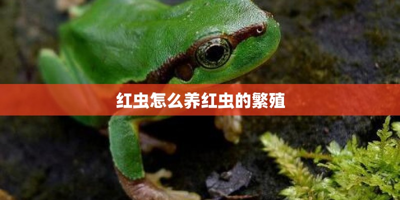 红虫怎么养红虫的繁殖 红虫怎么养红虫的繁殖