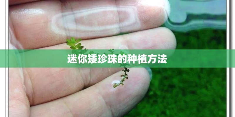 迷你矮珍珠的种植方法