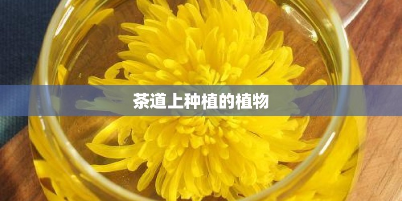 茶道上种植的植物 茶道上种植的植物