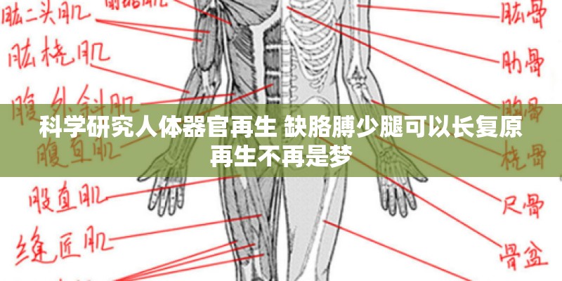 科学研究人体器官再生 缺胳膊少腿可以长复原再生不再是梦 科学研究人体器官再生 缺胳膊少腿可以长复原再生不再是梦