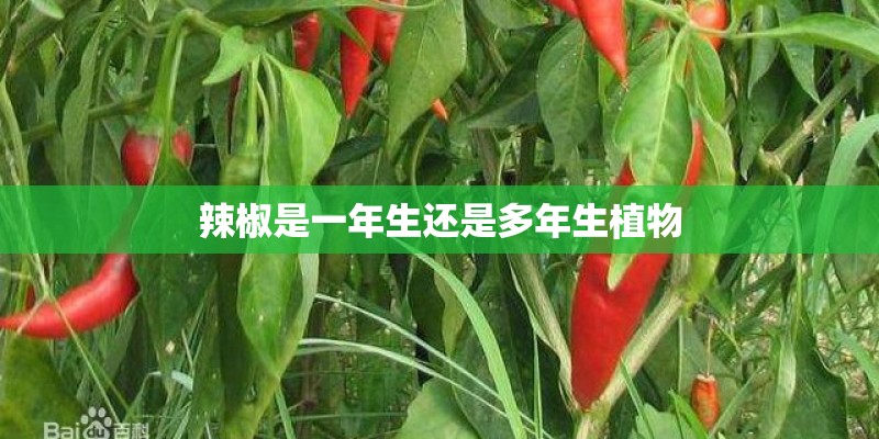 辣椒是一年生还是多年生植物 辣椒是一年生还是多年生植物
