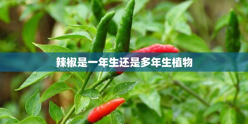 辣椒是一年生还是多年生植物 辣椒是一年生还是多年生植物
