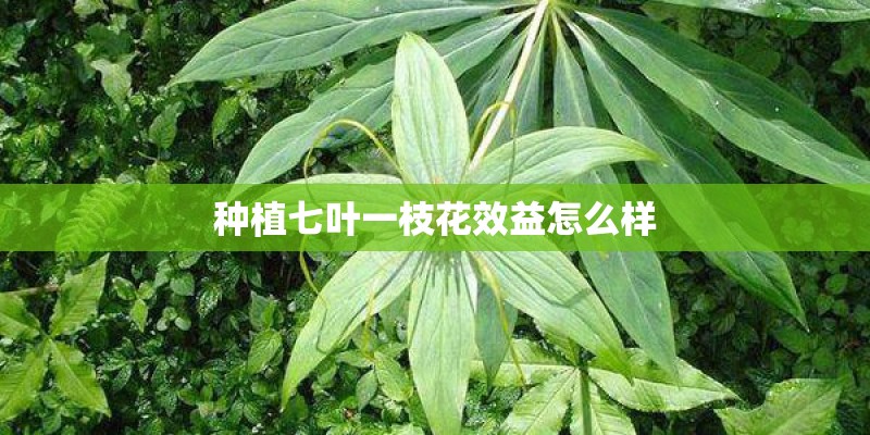 种植七叶一枝花效益怎么样 种植七叶一枝花效益怎么样