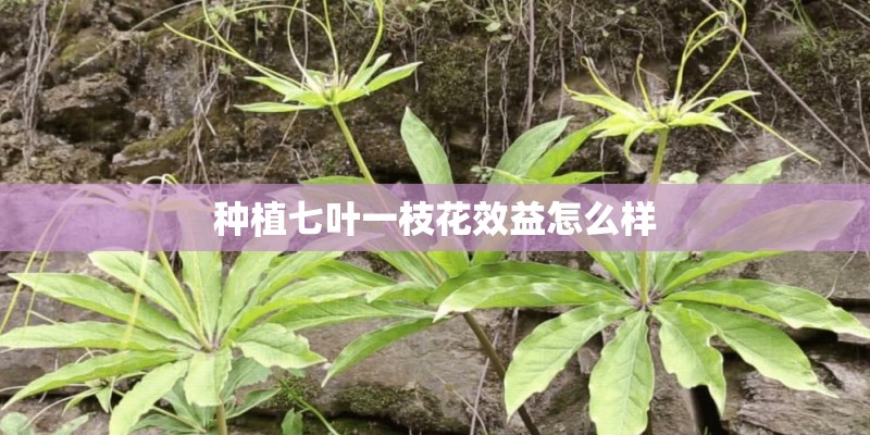种植七叶一枝花效益怎么样 种植七叶一枝花效益怎么样