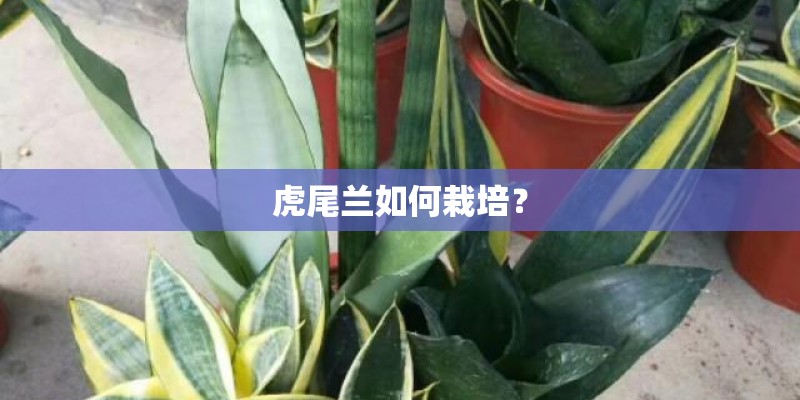 虎尾兰如何栽培? 虎尾兰如何栽培?