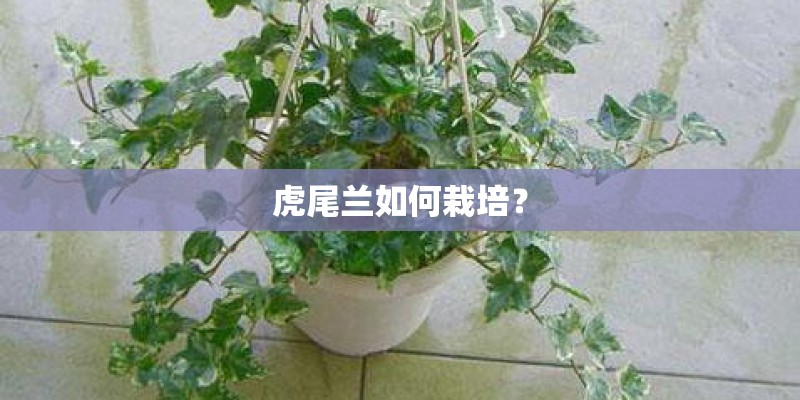 虎尾兰如何栽培? 虎尾兰如何栽培?