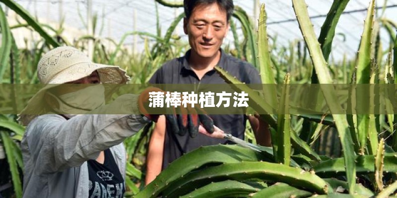 蒲棒种植方法 蒲棒种植方法