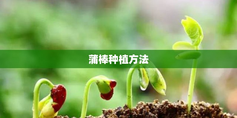 蒲棒种植方法 蒲棒种植方法