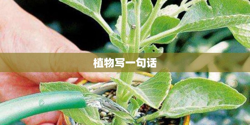 植物写一句话