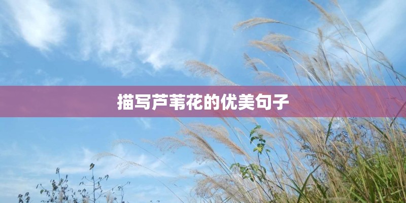 描写芦苇花的优美句子 描写芦苇花的优美句子