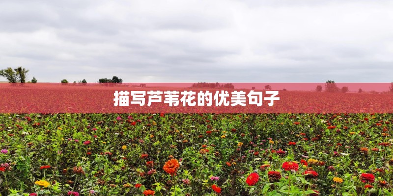 描写芦苇花的优美句子 描写芦苇花的优美句子