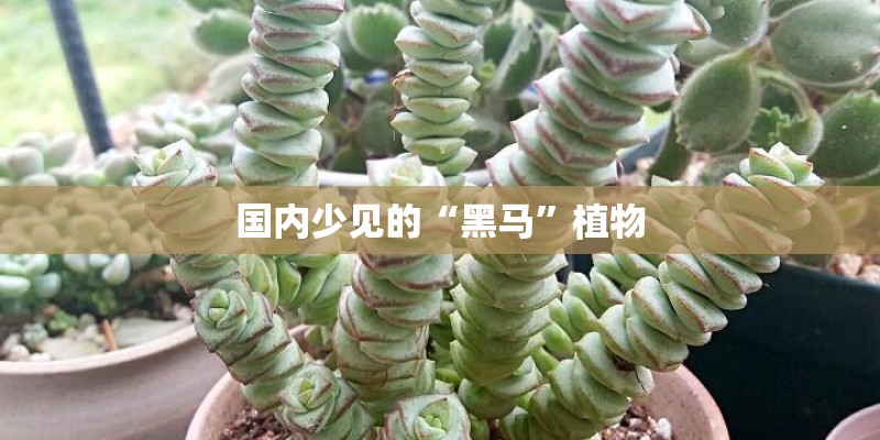国内少见的“黑马”植物 国内少见的“黑马”植物