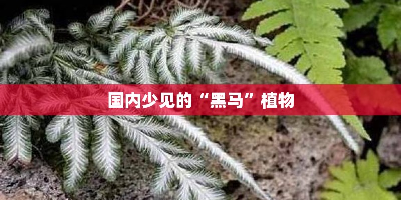 国内少见的“黑马”植物 国内少见的“黑马”植物