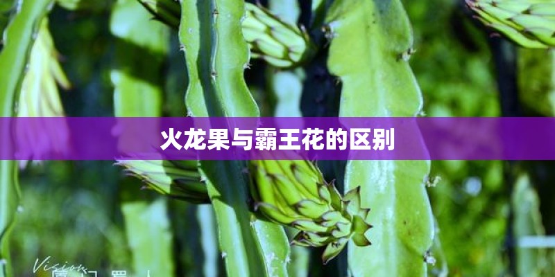 火龙果与霸王花的区别 火龙果与霸王花的区别
