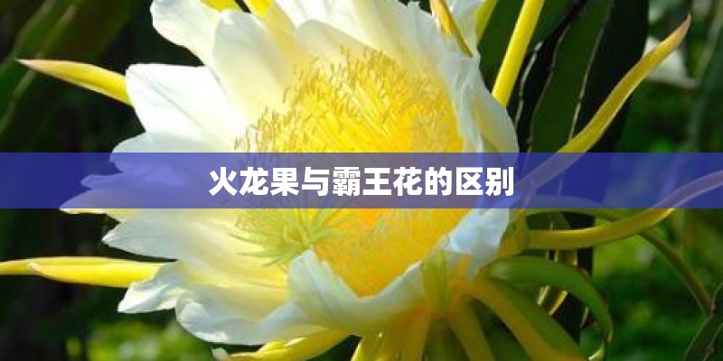 火龙果与霸王花的区别 火龙果与霸王花的区别