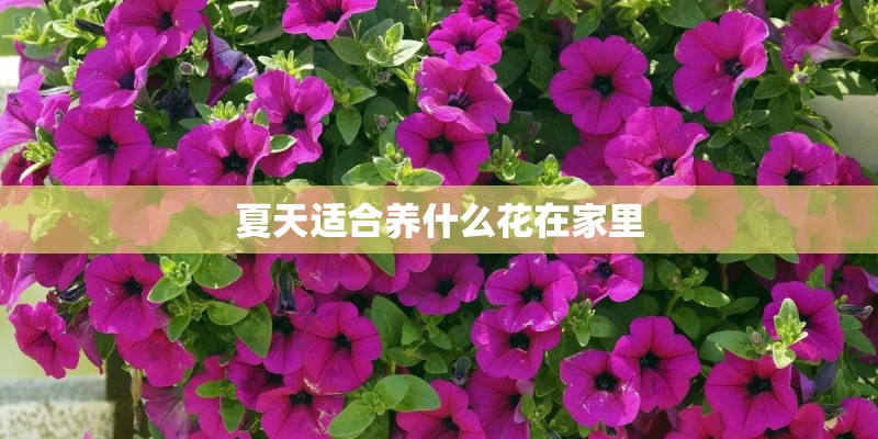 夏天适合养什么花在家里 夏天适合养什么花在家里