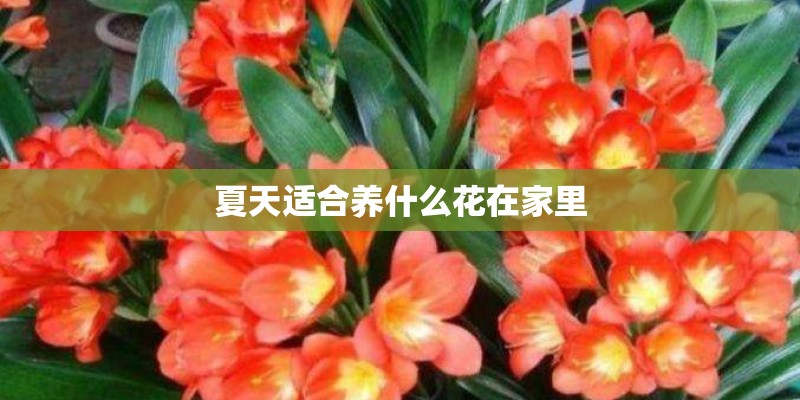 夏天适合养什么花在家里 夏天适合养什么花在家里