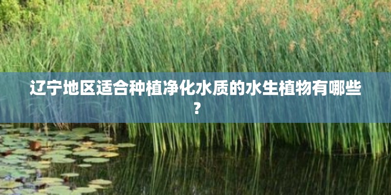 辽宁地区适合种植净化水质的水生植物有哪些? 辽宁地区适合种植净化水质的水生植物有哪些?
