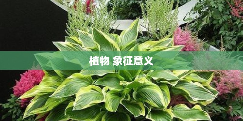 植物 象征意义 植物 象征意义