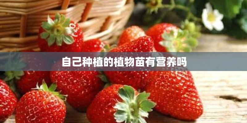 自己种植的植物苗有营养吗 自己种植的植物苗有营养吗
