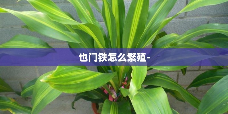 也门铁怎么繁殖- 也门铁怎么繁殖-
