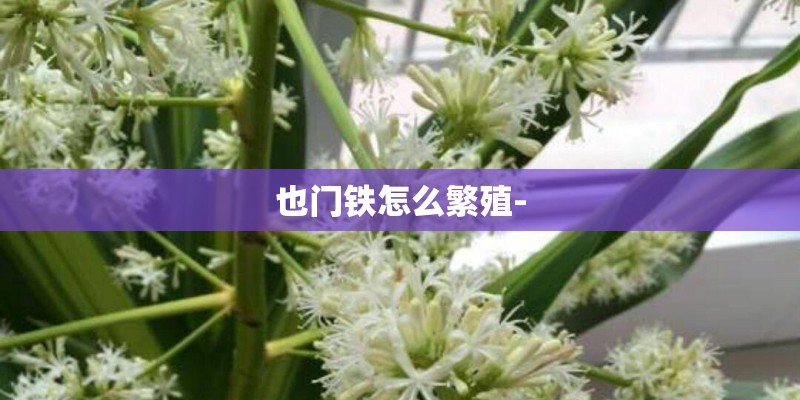 也门铁怎么繁殖- 也门铁怎么繁殖-