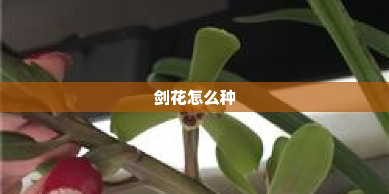 剑花怎么种 剑花怎么种