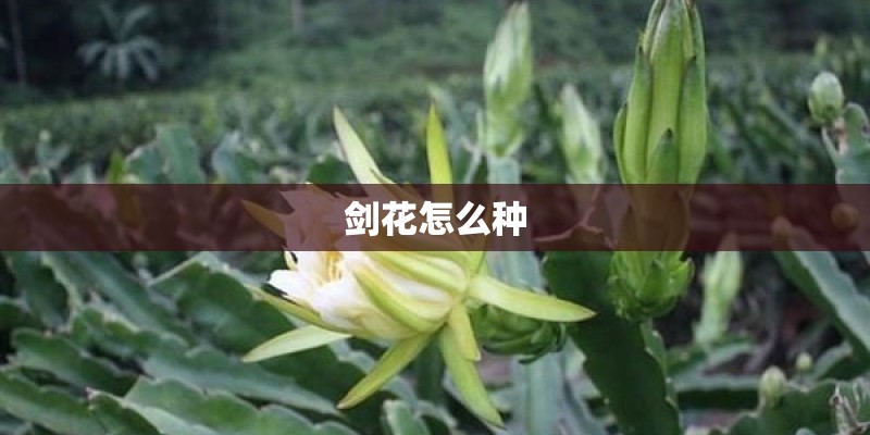 剑花怎么种 剑花怎么种
