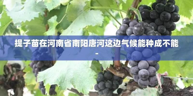 提子苗在河南省南阳唐河这边气候能种成不能- 提子苗在河南省南阳唐河这边气候能种成不能-