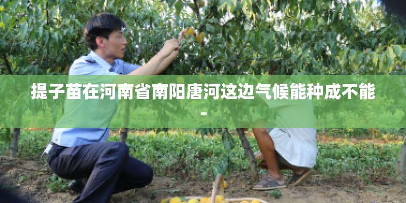 提子苗在河南省南阳唐河这边气候能种成不能- 提子苗在河南省南阳唐河这边气候能种成不能-
