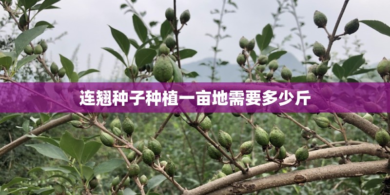 连翘种子种植一亩地需要多少斤 连翘种子种植一亩地需要多少斤