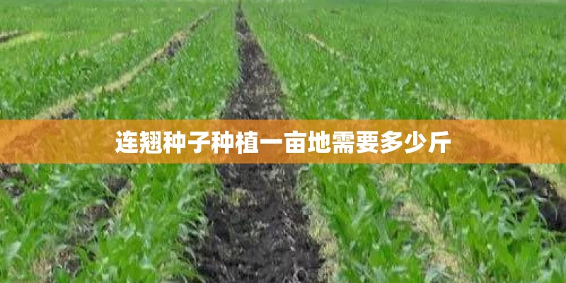 连翘种子种植一亩地需要多少斤 连翘种子种植一亩地需要多少斤