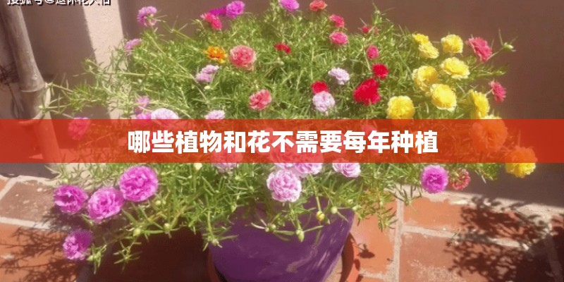哪些植物和花不需要每年种植 哪些植物和花不需要每年种植