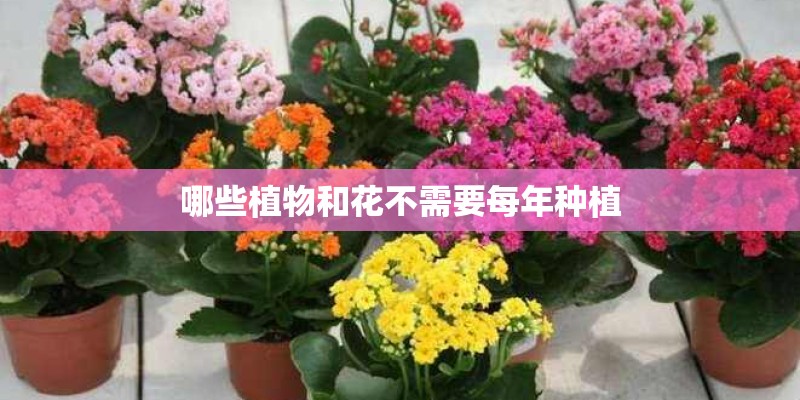 哪些植物和花不需要每年种植 哪些植物和花不需要每年种植