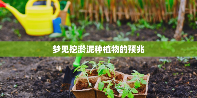 梦见挖淤泥种植物的预兆 梦见挖淤泥种植物的预兆