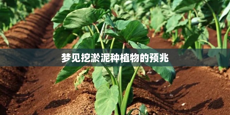 梦见挖淤泥种植物的预兆 梦见挖淤泥种植物的预兆