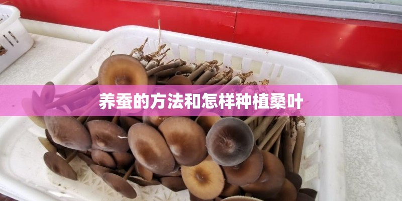 养蚕的方法和怎样种植桑叶 养蚕的方法和怎样种植桑叶