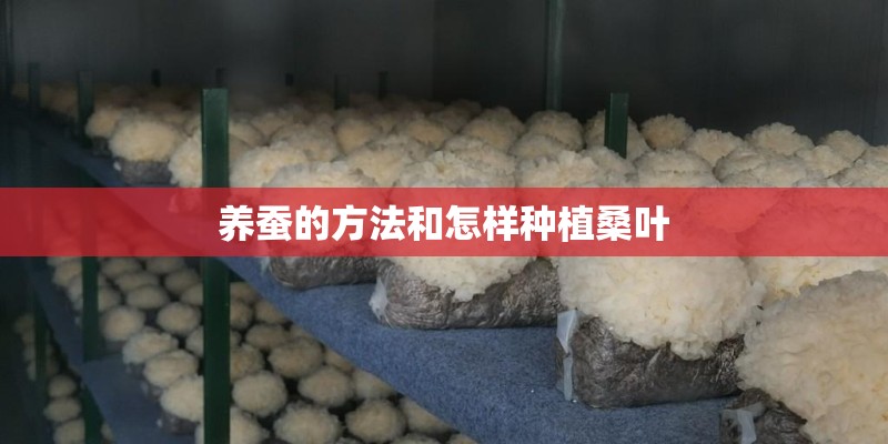 养蚕的方法和怎样种植桑叶 养蚕的方法和怎样种植桑叶